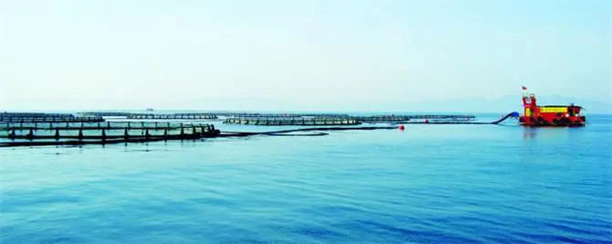 Fish Feeding Automation